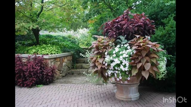 Колеусы в композициях.Феерия красок ✨✨ смотреть онлайн