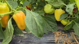 Перец Лотта F1, Краснодарский край, август 2025 год.