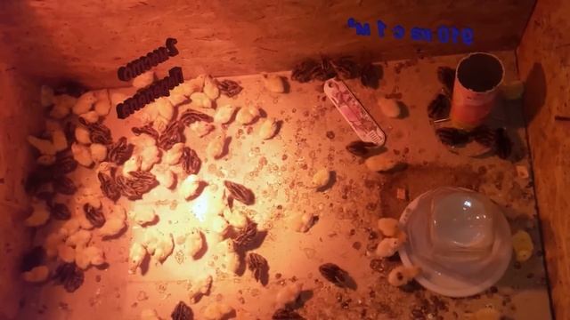 1000 кг мяса с 1 м². Самое ВЫГОДНОЕ выращивание. Бизнес в ? смотреть онлайн