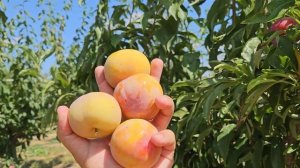 Плуот Гібрид Персик - Слива.Самий смачний сорт.