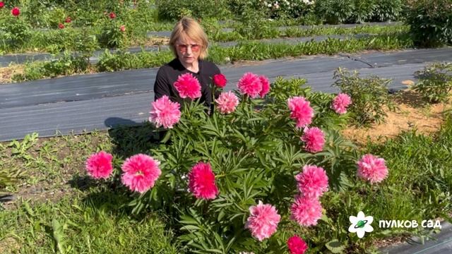Rosea Plena peony. Розеа Плена пион. Пулков сад (2025 г.) смотреть онлайн
