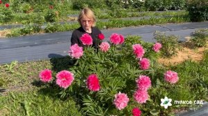 Rosea Plena peony. Розеа Плена пион. Пулков сад (2025 г.)