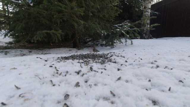 Какие птицы улетают с зимней кормушки последними? Пти? смотреть онлайн