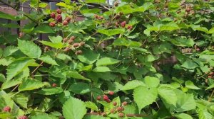 Ежевика в Подмосковье