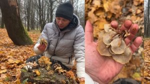 Как отличить съедобные опята от ядовитых? 9 видов в одн