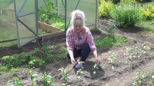 Простые советы дачникам. Часть первая: огород и теплиц