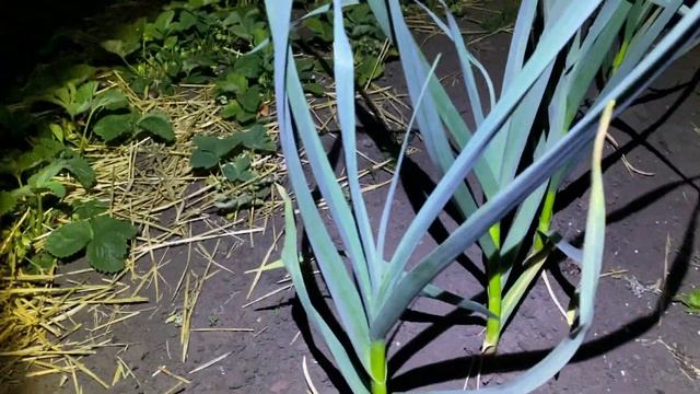 18 мая Клубника🍓Русановка смотреть онлайн