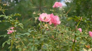 09-09-2025 1 комн.квартира на Машиностроительной, д.2