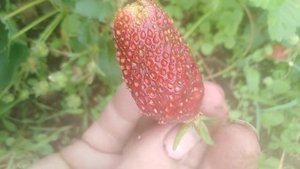 Земклубника купчиха часть первая