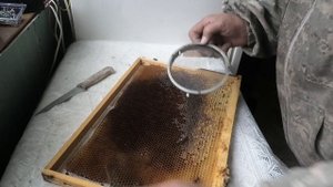 У пчёл нет матки, нет расплода. Проблемная осень.