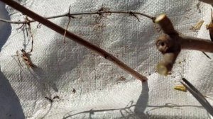 Срезала гортензию на пень.Что будет?