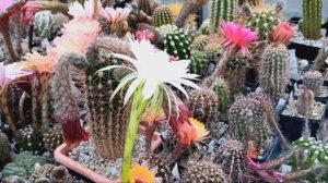 Цветущие эхинопсисы.Рай в кактусной теплице.