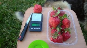 МЕГА, СУПЕР СЛАДКИЙ СОРТ КЛУБНИКИ ТЕА🍓🍓🍓 0681455157