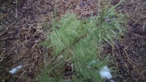 Чай из сосновых иголок #чай #рецепты #сосна #здоровье #з