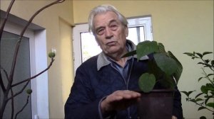 Киви.  Опыт разведения киви.  Советы специалиста !