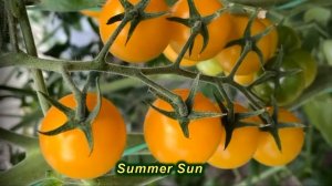 Томат Саммер Сан - самий смачний і солодкий сорт помід?