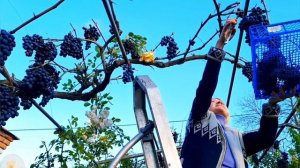 Виноград сорт Молдова, Изабелла. Сбор урожая, осенняя ?