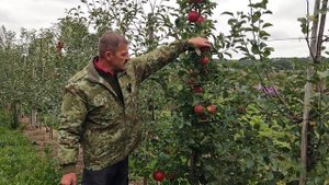 Сорт яблони Розелла в 2024г.