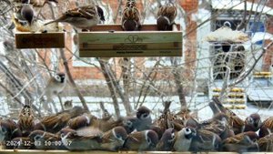 Воробьиная ферма на вашем окне 😂😂