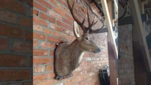 Олень. Голова оленя из дерева с натуральными рогами.Wood