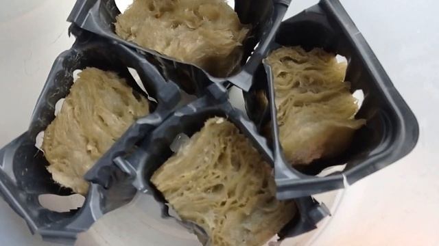 Помидор в воде БЕЗ удобрений 💥 НЕРЕАЛЬНЫЙ ЭКСПЕРИМЕН смотреть онлайн