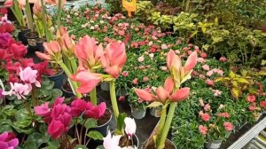 ЦВЕТЫ! Для дома и сада в ОБИ. г Санкт-Петербург сентябр?