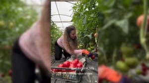 Завалило урожаем не успеваю всё собирать влог с Кубан?