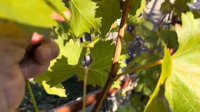 Виноград 🍇 к-ш Коктейль