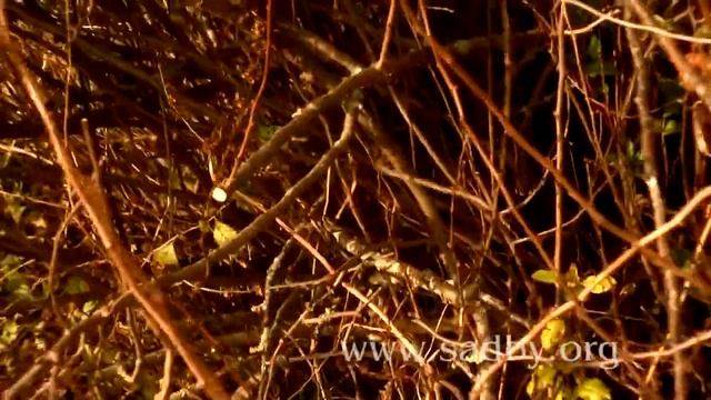 Как правильно обрезать японскую айву осенью 🍂: как ом смотреть онлайн