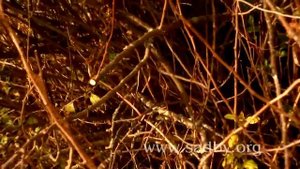 Как правильно обрезать японскую айву осенью 🍂: как ом