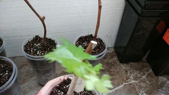 Укоренение черенков винограда. Первая зелёная операц? смотреть онлайн