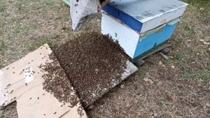 Как поймать Рой,Не упустив Его: Стряхиваю Пчёл в улей