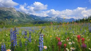 Словно травы шелестят слова - христианская песня