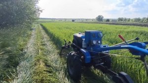 СЕНОКОС 2025 ОТКРЫТ , СКАШИВАЕМ ЯЧМЕНЬ, МОТОБЛОК КЕНТАВР