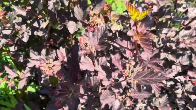 Пузыреплодник Диабло, июнь 2025 смотреть онлайн