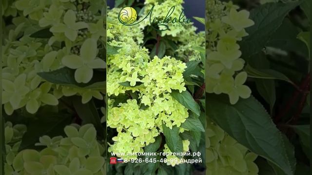 Шедевр Мировой селекции, новейший сорт гортензии от Ж? смотреть онлайн