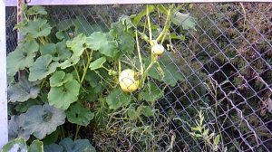 Обзор: "Наша тыква "Богатырская Сила" на заборе"