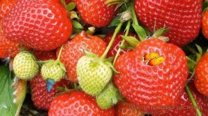 Земляника садовая Дэли (fragaria dely) 🌿 Дэли обзор: как саж?