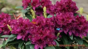 Рододендрон гибридный Поларнахт (polarnacht) 🌿 обзор: как ?