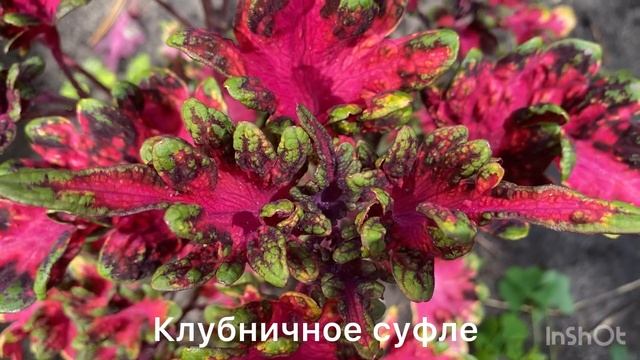 Огромная коллекция колеусов 266 сортов с названиями смотреть онлайн