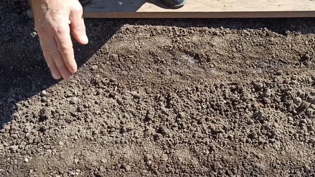 Как вырастить портулак в открытом грунте смотреть онлайн