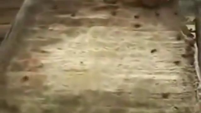 Норвежский метод зимовки пчёл. Часть 1 смотреть онлайн