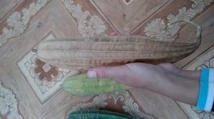 Люффа в народе мочалка. Как получить готовый продукт.