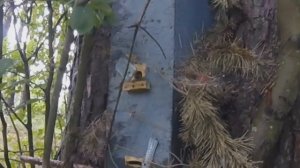 Приманка для бродячих роёв, простейший рецепт...beekeeping f