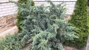 Можжевельник Холгер