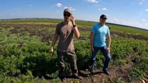 05.08.2025. Морковь СВ 3118 F1.