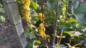 Мускат одесский - один из лучших мускатных бело ягодны