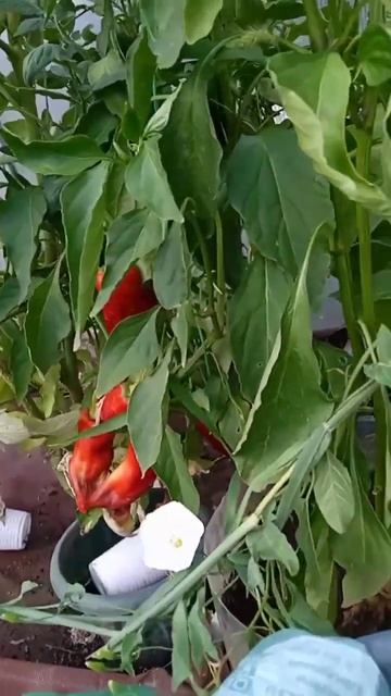 Самый лучший перец в мире 2024 г.! Высокоурожайный, вкусн смотреть онлайн