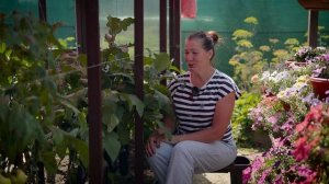 СХЕМА ВЫРАЩИВАНИЯ БАКЛАЖАНОВ - ОТВЕТЫ НА ВОПРОСЫ.СОРТ