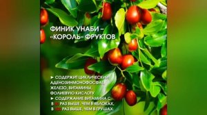 КИТАЙСКИЙ ФИНИК: кладезь железа и витамина С | Концент?